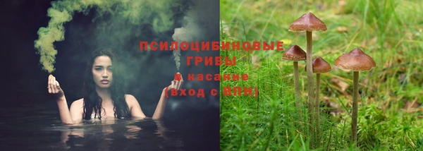 ПСИЛОЦИБИНОВЫЕ ГРИБЫ Арсеньев